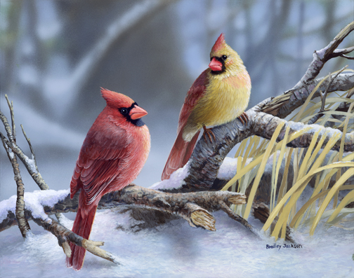 Cardinals at Dusk